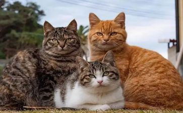 画叮当猫教案5篇