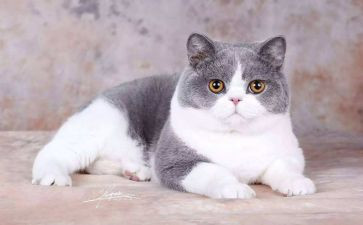 猫来了教案反思模板5篇