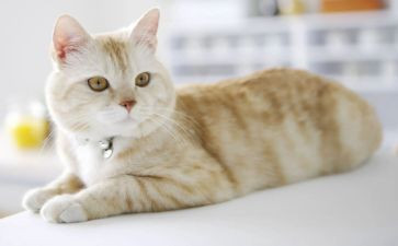 猫比赛活动策划8篇