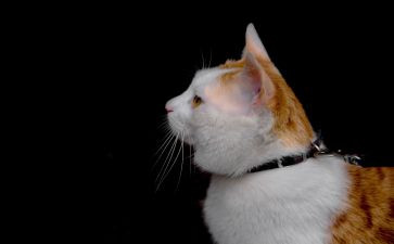 幸福的猫作文优质6篇