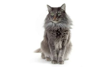 猫来了教案反思推荐5篇