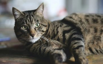 狗.猫.鼠的读后感400字精选8篇