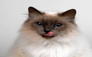 猫买卖合同精选7篇
