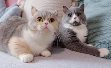 猫二课时教案5篇