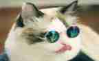 猫活动策划优质7篇