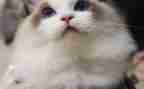 狗.猫.鼠的读后感300字5篇