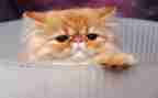 《猫》优秀教案5篇