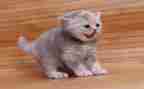 我的梦想猫演讲稿优质5篇