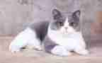 幼儿园找小猫.教案7篇