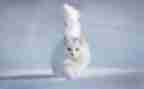 介绍猫作文300字通用6篇
