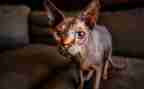 狗.猫.鼠的读后感600字参考8篇
