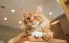 《猫》优秀教案通用6篇