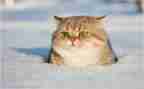 介绍猫作文300字7篇
