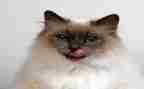 狗.猫.鼠的读后感200字7篇