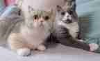 猫的树简历模板5篇