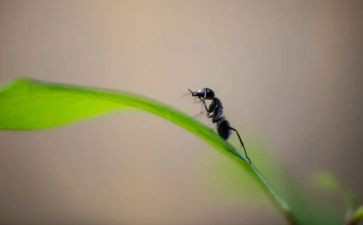 幼儿园红蚂蚁教案6篇
