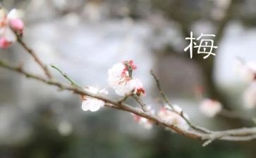 张桂梅先进事迹的心得体会5篇