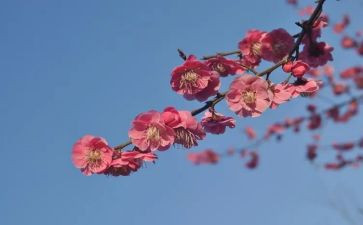 张桂梅同志心得8篇