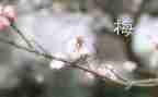 张桂梅先进事迹的心得体会5篇