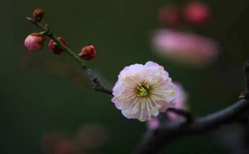 描写梅花的作文优秀7篇
