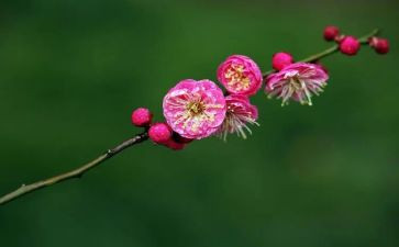 赏梅花作文优质5篇