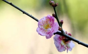 梅花的作文优秀6篇