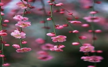 梅花作文300字7篇