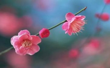梅花的作文400字作文7篇