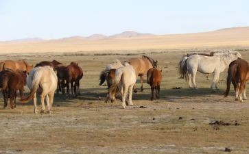 内蒙古高考作文7篇