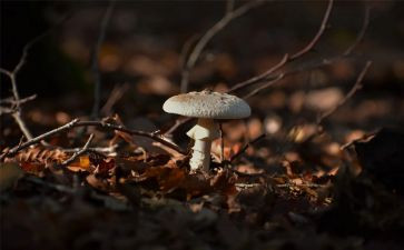 幼儿蘑菇教案6篇