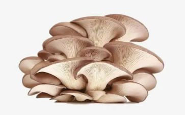 蘑菇来了教案优质8篇