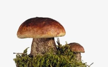 种蘑菇作文7篇
