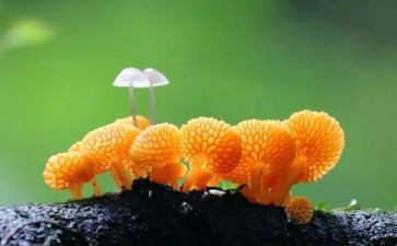 抢蘑菇教案8篇