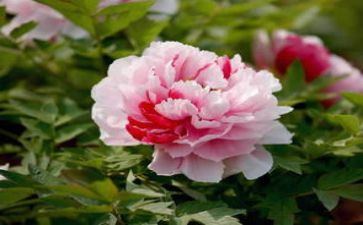 关于牡丹的作文7篇