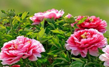 牡丹节观后感7篇