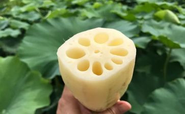 藕的作用大教案大班教案5篇
