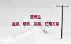 村三培养工作计划精选6篇