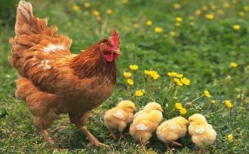 为亲情而歌作文优质7篇