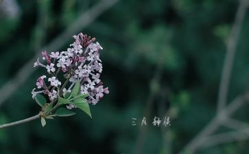 关于三月的作文6篇
