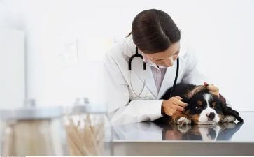 兽医师述职报告优质8篇