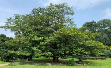 植树节演讲稿范文优秀6篇