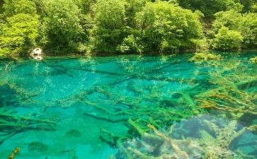 语言《水》教案最新8篇