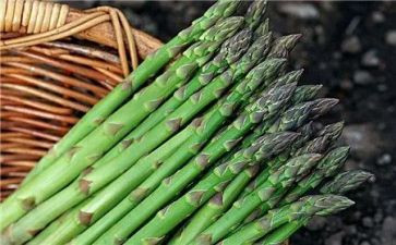 家乡的笋作文优秀6篇