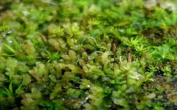 《苔》读后感800字6篇