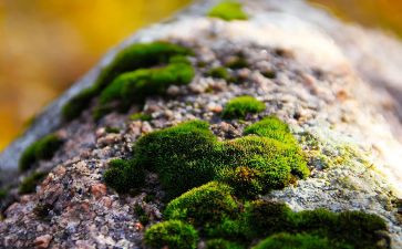 古诗苔的读后感优秀6篇