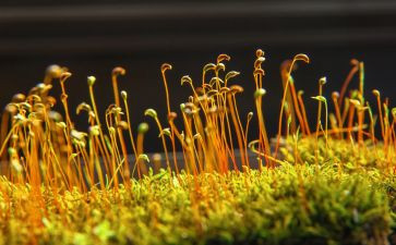 诗歌苔的演讲稿6篇