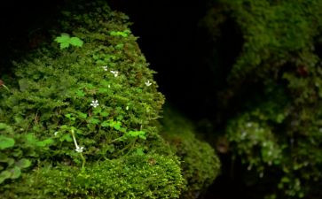 《苔》读后感800字参考5篇