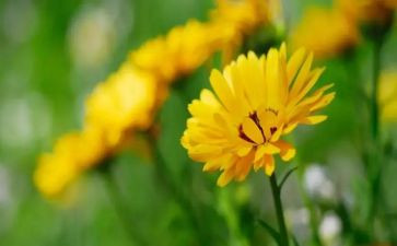 托物言志作文600字优质5篇