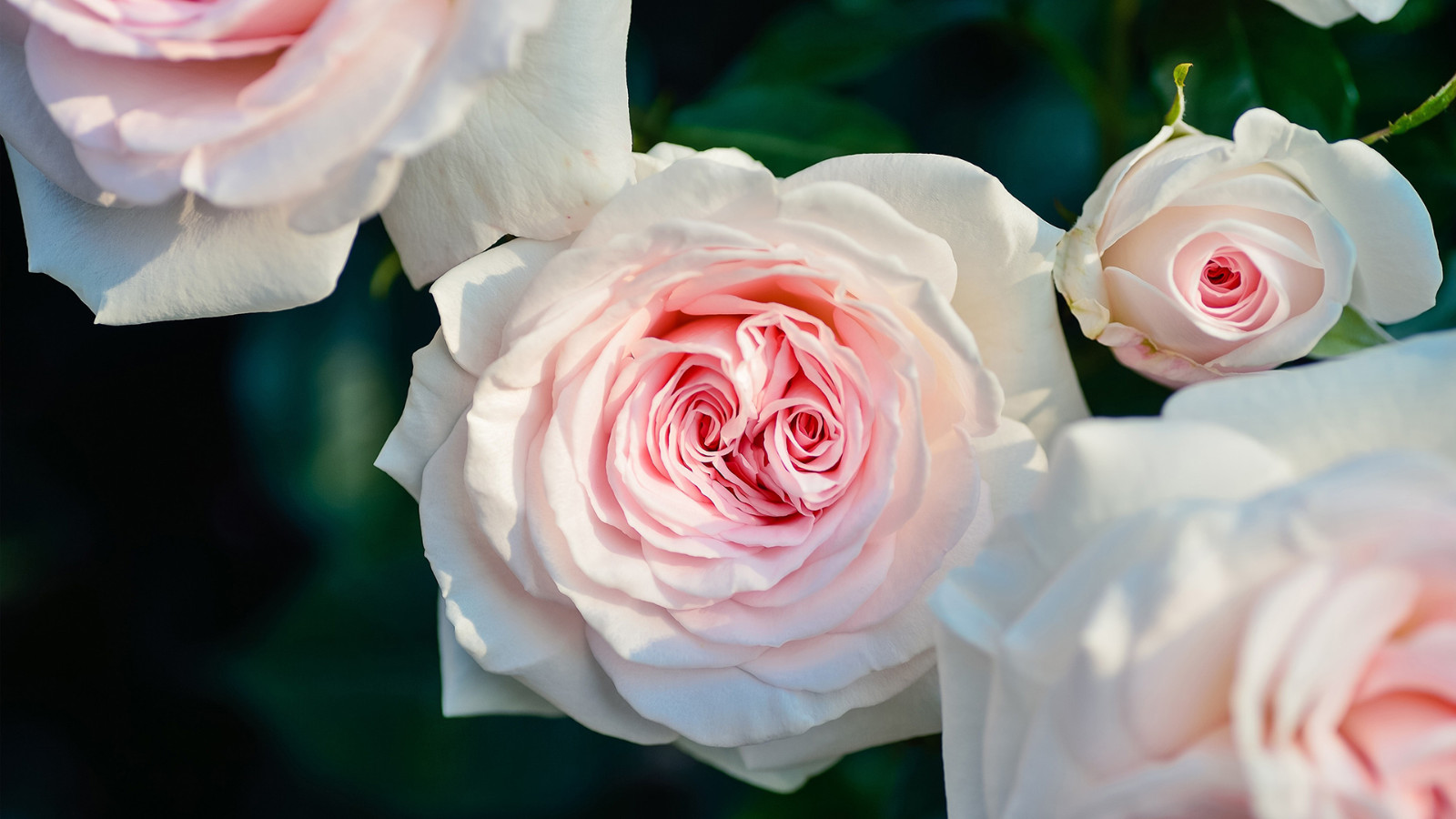 难以忘怀的爱作文优秀5篇