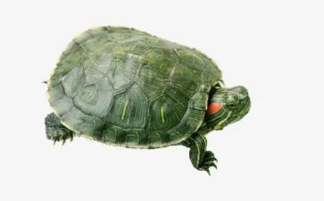 乌龟教案精选5篇